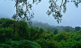 霧,樹,自然