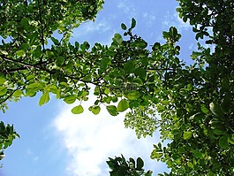 葉子,天空,性質(zhì)