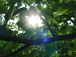 夏天,葉子,樹