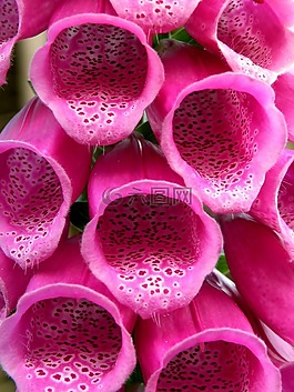 花,頂針,有毒