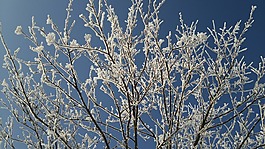 木材,雪,雪景