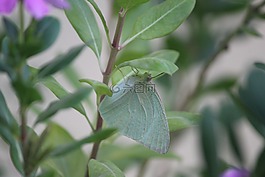 菜粉蝶,蝴蝶,绿色