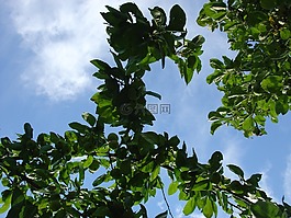 夏天,葉子,樹