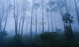 霧,樹,自然