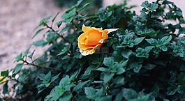 黃色,花瓣,花