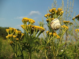 蜗牛,鲜花,夏天