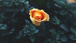 黃色,花瓣,花