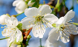 春天,鮮花,櫻花