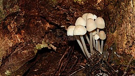 白色的小蘑菇,蘑菇在pařeze,小蘑菇