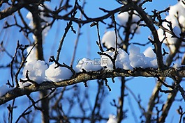 雪,冬天,冷