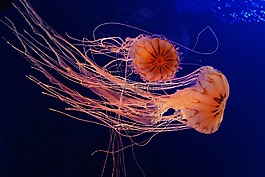 水母,水族館,海