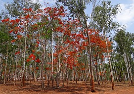 尤加利树,森林,开花
