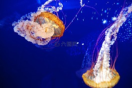 水母,水族館,海