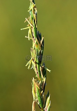 草,野生草,关闭