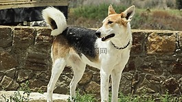 狗,尋找,動物