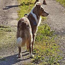 澳大利亞牧羊犬,狗,寵物