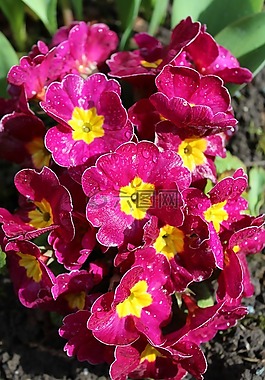 報(bào)春花,鮮花,春天