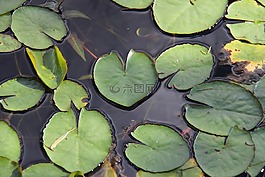 水,沼澤,池