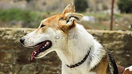 狗,尋找,動物