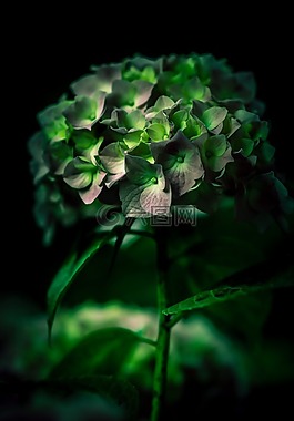 盛開,開花,模糊