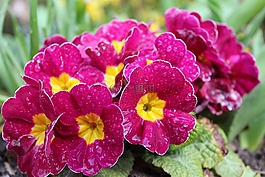 報(bào)春花,鮮花,春天