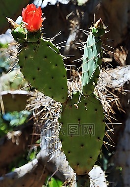 仙人掌,花,红色