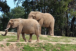 象,動物,野生
