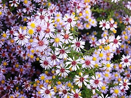鮮花,花園,紫