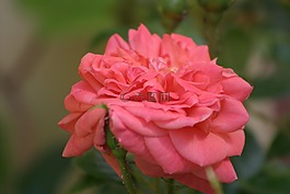 玫瑰,玫瑰 de resht,粉紅色