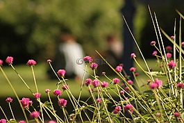 巴黎,公園,鮮花