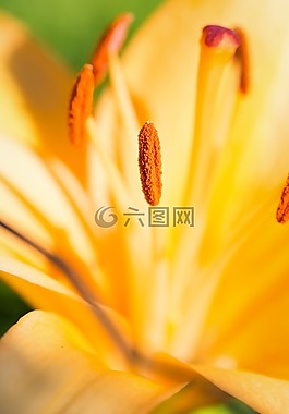 百合,開花,黃色花