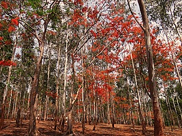 尤加利树,森林,开花