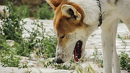 狗,動(dòng)物,好奇