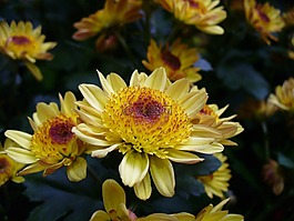 菊花,媽媽,鮮花