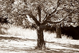 蘋果樹,水果 obstwiese,農業