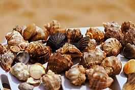 海,貝殼,海灘