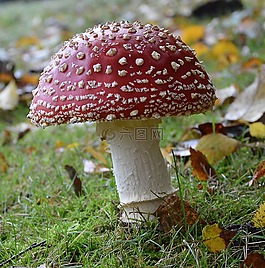 飛木耳,花園,有毒