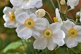 ?？?白,植物