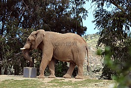 象,動物,野生