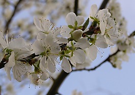 鮮花,白,春天