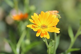 花,黃色,植物