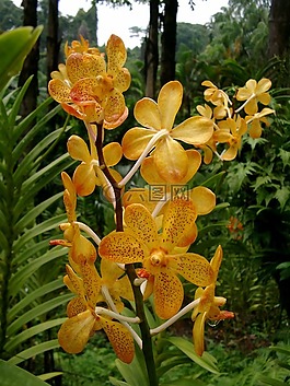 蘭花,開花,花