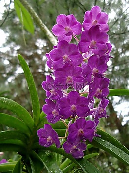 蘭花,開(kāi)花,花