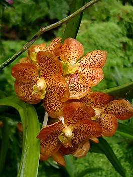 兰花,花,橙色圆点