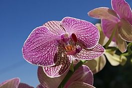 花卉,蘭花,花