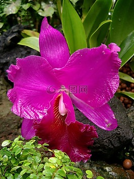 蘭花,花,紫
