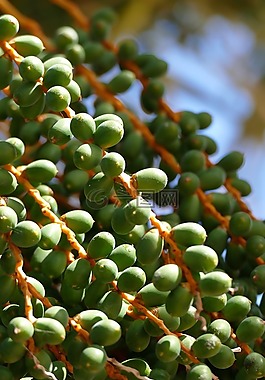 咖啡,樹(shù),植物