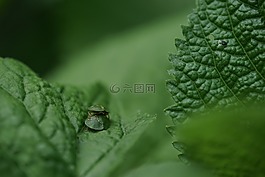 綠色,bug,性質(zhì)