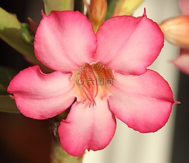 夾竹桃,沙漠玫瑰,花瓣