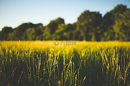 原野,草,綠色